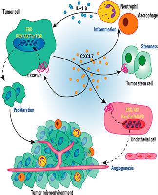 Multifaceted Roles of Chemokine C-X-C Motif Ligand 7 in Inflammatory Diseases and Cancer